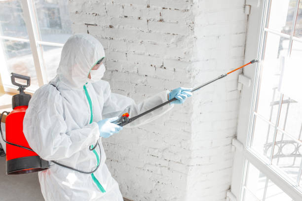 Best Emergency Mold Remediation  in Nedrow, NY